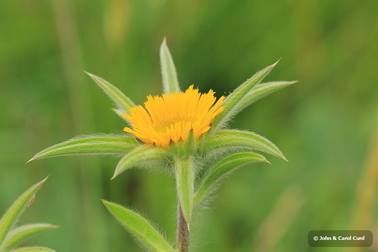 Common Fleabane _MG_1786.JPG